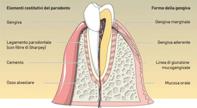 Elementi costitutivi del parodonto